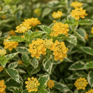Set of 2 Variegated Yellow Lantana Live Plant 6-10 Inches Tall - Outdoor Perennial Flower - Image 4