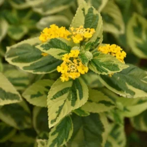 Set of 2 Variegated Yellow Lantana Live Plant 6-10 Inches Tall - Outdoor Perennial Flower - Image 5