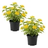 Set of 2 Variegated Yellow Lantana Live Plant 6-10 Inches Tall - Outdoor Perennial Flower - Image 1