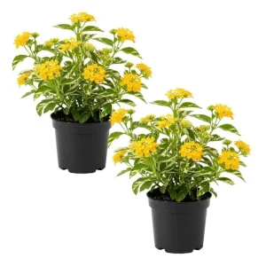 Set of 2 Variegated Yellow Lantana Live Plant 6-10 Inches Tall - Outdoor Perennial Flower - Image 1