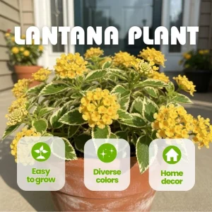 Set of 2 Variegated Yellow Lantana Live Plant 6-10 Inches Tall - Outdoor Perennial Flower - Image 7