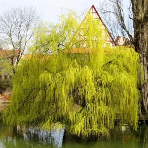 Set of 2 Weeping Willow Bare Roots, 2-3 Ft Tall Live Plants, Fast-Growing Outdoor Tree - Image 2