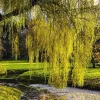 Set of 2 Weeping Willow Bare Roots, 2-3 Ft Tall Live Plants, Fast-Growing Outdoor Tree - Image 1