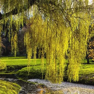 Set of 2 Weeping Willow Bare Roots, 2-3 Ft Tall Live Plants, Fast-Growing Outdoor Tree - Image 1