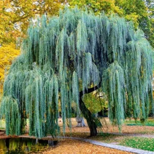 Set of 2 Weeping Willow Bare Roots, 2-3 Ft Tall Live Plants, Fast-Growing Outdoor Tree - Image 3