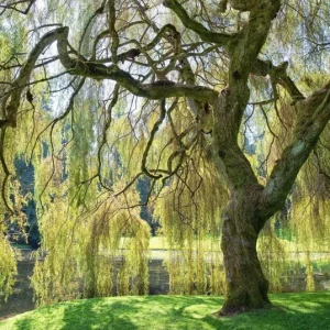 Set of 2 Weeping Willow Bare Roots, 2-3 Ft Tall Live Plants, Fast-Growing Outdoor Tree - Image 4