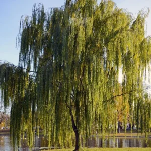 Set of 2 Weeping Willow Bare Roots, 2-3 Ft Tall Live Plants, Fast-Growing Outdoor Tree - Image 5