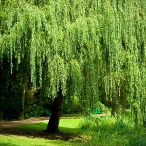 Set of 2 Weeping Willow Bare Roots, 2-3 Ft Tall Live Plants, Fast-Growing Outdoor Tree - Image 6