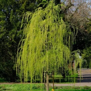 Set of 2 Weeping Willow Bare Roots, 2-3 Ft Tall Live Plants, Fast-Growing Outdoor Tree - Image 7