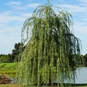 Set of 2 Weeping Willow Bare Roots, 2-3 Ft Tall Live Plants, Fast-Growing Outdoor Tree - Image 8