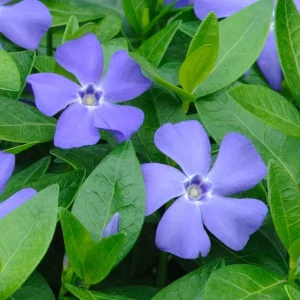 Set of 25 Vinca Plants Live - Periwinkle Perennial Ground Cover - 6-8 Inch Tall Outdoor - Image 2