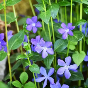Set of 25 Vinca Plants Live - Periwinkle Perennial Ground Cover - 6-8 Inch Tall Outdoor - Image 3