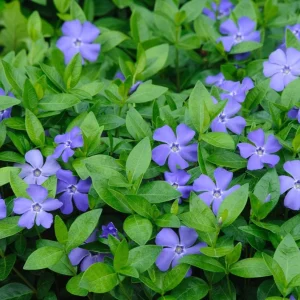 Set of 25 Vinca Plants Live - Periwinkle Perennial Ground Cover - 6-8 Inch Tall Outdoor - Image 1