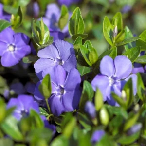 Set of 25 Vinca Plants Live - Periwinkle Perennial Ground Cover - 6-8 Inch Tall Outdoor - Image 5