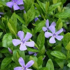 Set of 25 Vinca Plants Live - Periwinkle Perennial Ground Cover - 6-8 Inch Tall Outdoor - Image 6