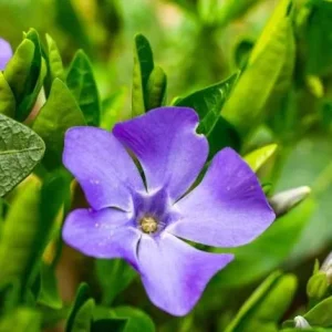 Set of 25 Vinca Plants Live - Periwinkle Perennial Ground Cover - 6-8 Inch Tall Outdoor - Image 7