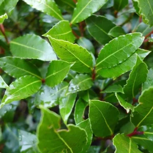 Set of 3 Bay Leaf Live Plants – Bay Laurel (Laurus nobilis) Culinary Herb, 8-10 Inch Tall, 3 Inch Pot - Image 2