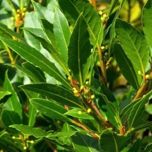 Set of 3 Bay Leaf Live Plants – Bay Laurel (Laurus nobilis) Culinary Herb, 8-10 Inch Tall, 3 Inch Pot - Image 3