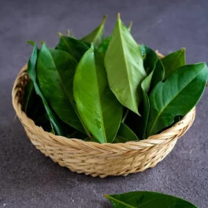 Set of 3 Bay Leaf Live Plants – Bay Laurel (Laurus nobilis) Culinary Herb, 8-10 Inch Tall, 3 Inch Pot - Image 4