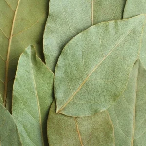 Set of 3 Bay Leaf Live Plants – Bay Laurel (Laurus nobilis) Culinary Herb, 8-10 Inch Tall, 3 Inch Pot - Image 5