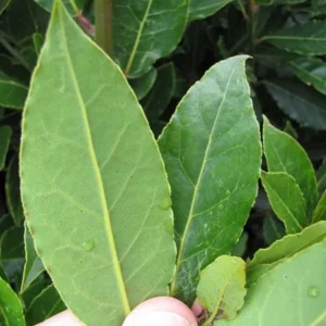 Set of 3 Bay Leaf Trees (Laurus Nobilis) – Live Culinary Herb Plants – 12 Inches Tall – 3-4 Inch Pots - Image 2