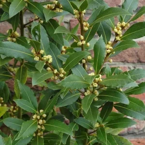 Set of 3 Bay Leaf Trees (Laurus Nobilis) – Live Culinary Herb Plants – 12 Inches Tall – 3-4 Inch Pots - Image 1