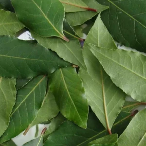 Set of 3 Bay Leaf Trees (Laurus Nobilis) – Live Culinary Herb Plants – 12 Inches Tall – 3-4 Inch Pots - Image 3