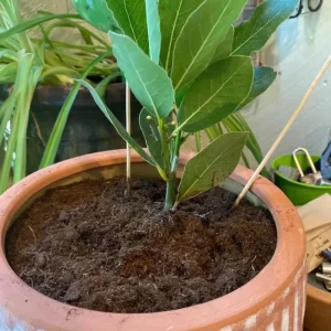 Set of 3 Bay Leaf Trees (Laurus Nobilis) – Live Culinary Herb Plants – 12 Inches Tall – 3-4 Inch Pots - Image 4