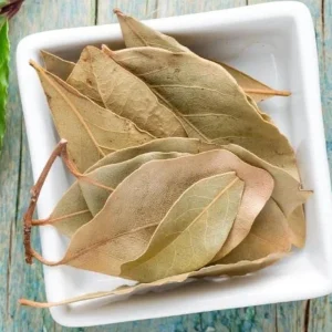 Set of 3 Bay Leaf Trees (Laurus Nobilis) – Live Culinary Herb Plants – 12 Inches Tall – 3-4 Inch Pots - Image 5