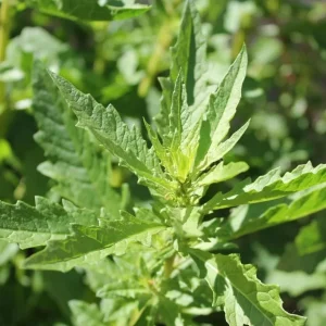 Set of 3 Epazote Live Herb Plants – Dysphania ambrosioides in 4-Inch Pots for Kitchen Garden - Image 2