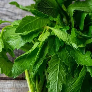 Set of 3 Epazote Live Herb Plants – Dysphania ambrosioides in 4-Inch Pots for Kitchen Garden - Image 4