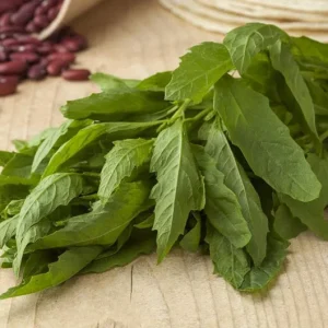 Set of 3 Epazote Live Herb Plants – Dysphania ambrosioides in 4-Inch Pots for Kitchen Garden - Image 5