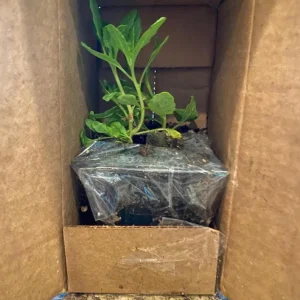 Set of 3 Epazote Live Herb Plants – Dysphania ambrosioides in 4-Inch Pots for Kitchen Garden - Image 6