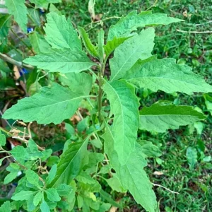 Set of 3 Epazote Live Herb Plants – Dysphania ambrosioides in 4-Inch Pots for Kitchen Garden - Image 1