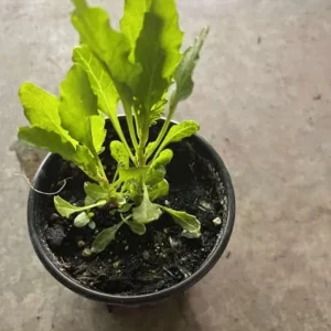 Set of 3 Epazote Live Herb Plants – Dysphania ambrosioides in 4-Inch Pots for Kitchen Garden - Image 7