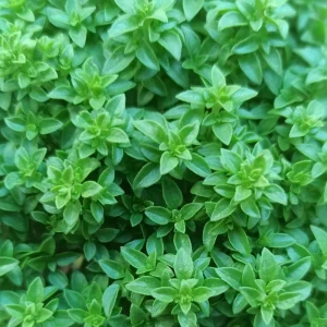 Set of 3 Greek Basil Live Herb Plants – 3-6 Inches Tall – Fragrant Culinary Mint – Indoor/Outdoor - Image 10