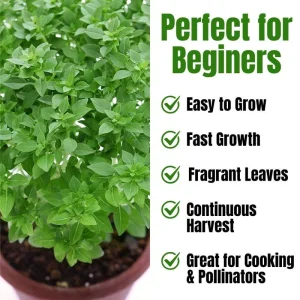 Set of 3 Greek Basil Live Herb Plants – 3-6 Inches Tall – Fragrant Culinary Mint – Indoor/Outdoor - Image 2