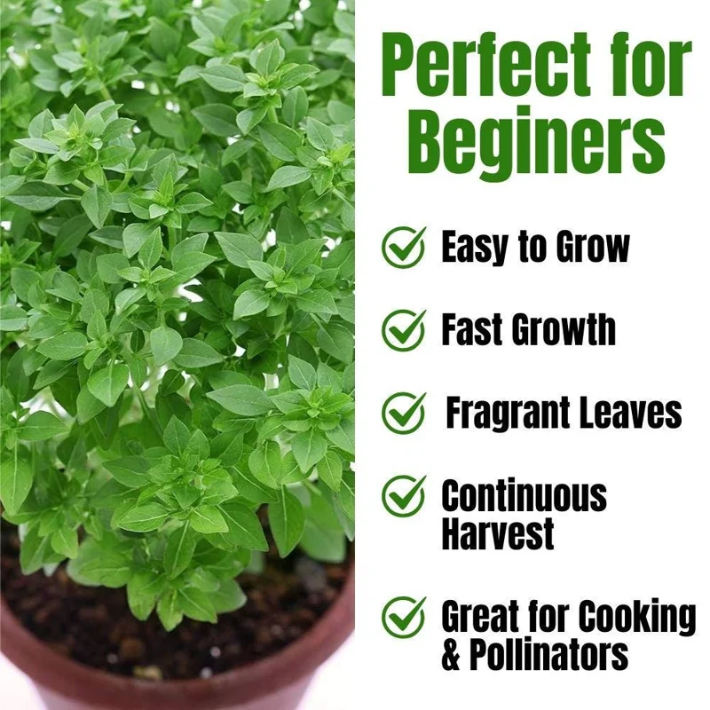 Set of 3 Greek Basil Live Herb Plants – 3-6 Inches Tall – Fragrant Culinary Mint – Indoor/Outdoor - Image 2