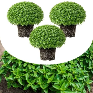 Set of 3 Greek Basil Live Herb Plants – 3-6 Inches Tall – Fragrant Culinary Mint – Indoor/Outdoor - Image 1