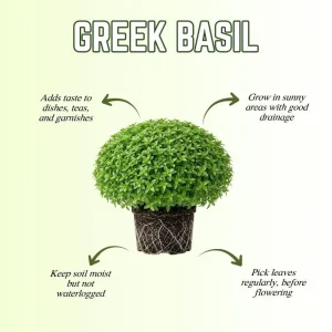 Set of 3 Greek Basil Live Herb Plants – 3-6 Inches Tall – Fragrant Culinary Mint – Indoor/Outdoor - Image 3