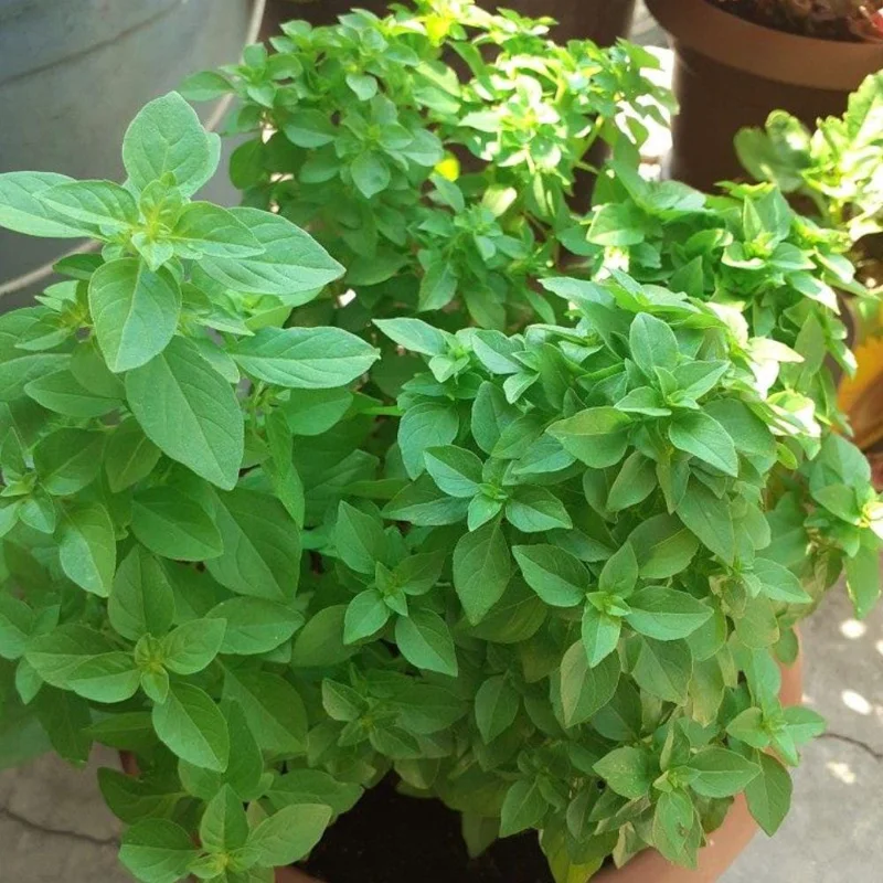 Set of 3 Greek Basil Live Herb Plants – 3-6 Inches Tall – Fragrant Culinary Mint – Indoor/Outdoor - Image 5
