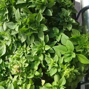 Set of 3 Greek Basil Live Herb Plants – 3-6 Inches Tall – Fragrant Culinary Mint – Indoor/Outdoor - Image 6