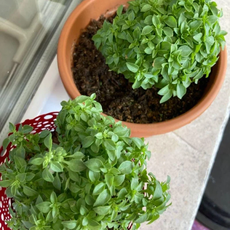 Set of 3 Greek Basil Live Herb Plants – 3-6 Inches Tall – Fragrant Culinary Mint – Indoor/Outdoor - Image 7