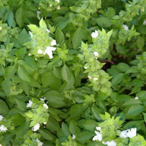 Set of 3 Greek Basil Live Herb Plants – 3-6 Inches Tall – Fragrant Culinary Mint – Indoor/Outdoor - Image 8