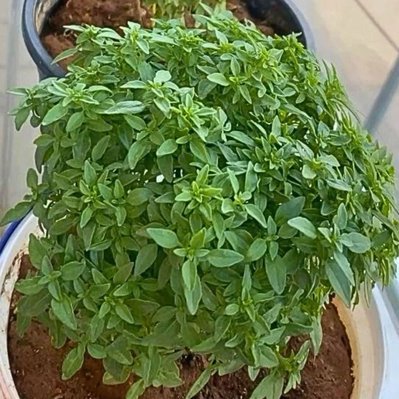 Set of 3 Greek Basil Live Herb Plants – 3-6 Inches Tall – Fragrant Culinary Mint – Indoor/Outdoor - Image 9