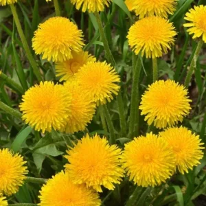 Set of 3 Live Dandelion Plants – Taraxacum officinale – Edible Herb in 4 Inch Pots - Image 2