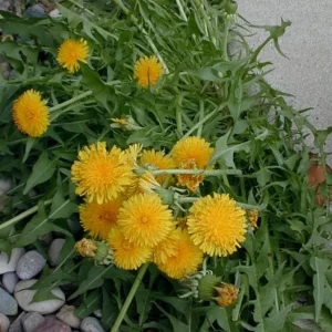 Set of 3 Live Dandelion Plants – Taraxacum officinale – Edible Herb in 4 Inch Pots - Image 3