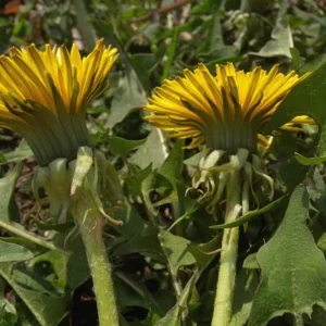 Set of 3 Live Dandelion Plants – Taraxacum officinale – Edible Herb in 4 Inch Pots - Image 4