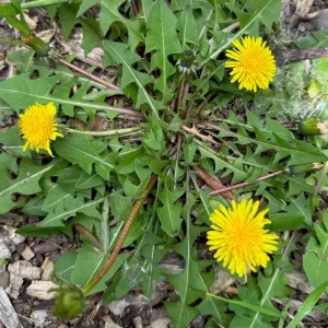 Set of 3 Live Dandelion Plants – Taraxacum officinale – Edible Herb in 4 Inch Pots - Image 5