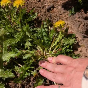 Set of 3 Live Dandelion Plants – Taraxacum officinale – Edible Herb in 4 Inch Pots - Image 6